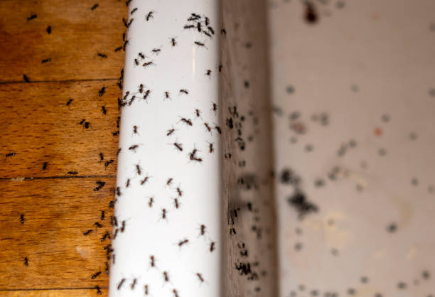 Best Best Pest Control Companies  in South Sioux City, NE