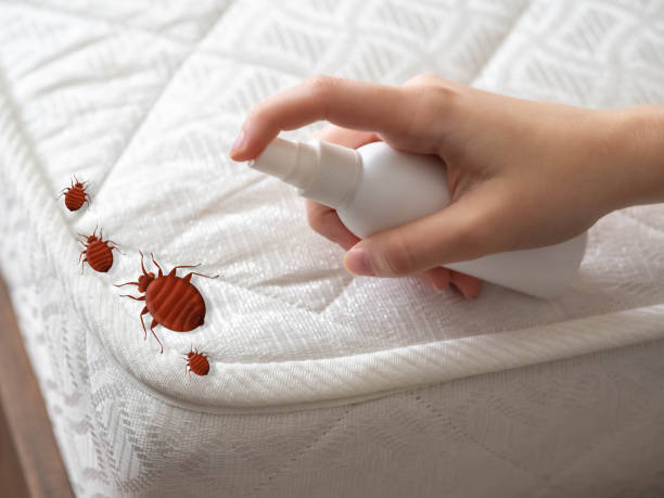 Flea Control Services in South Sioux City, NE